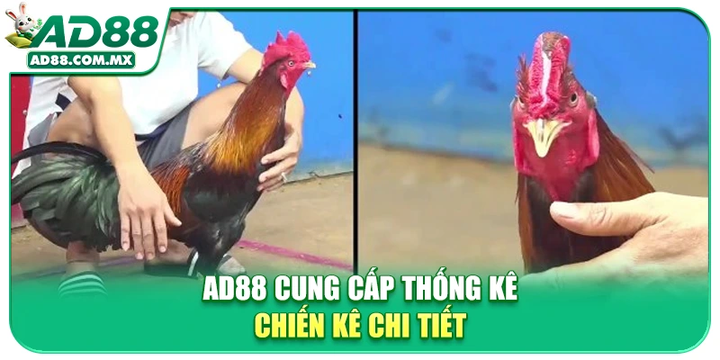 AD88 cung cấp thống kê chiến kê chi tiết