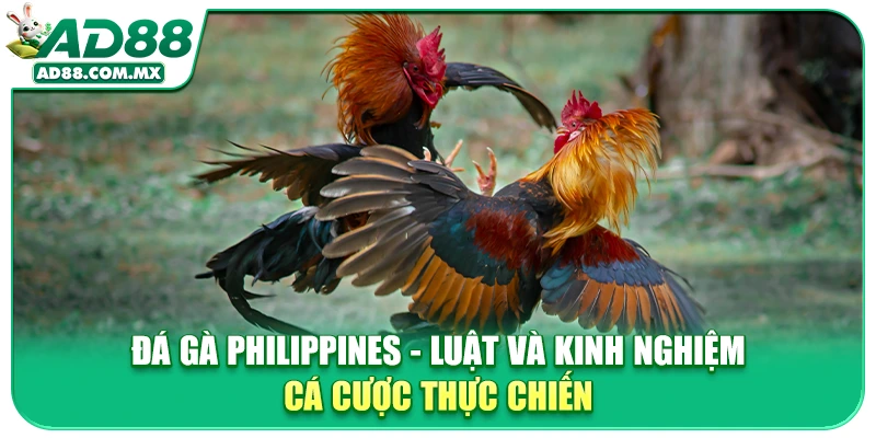 Đá Gà Philippines - Luật Và Kinh Nghiệm Cá Cược Thực Chiến