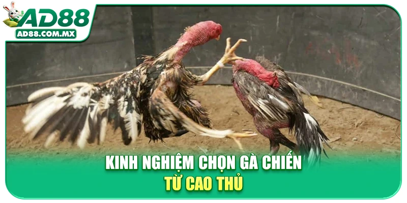 Kinh nghiệm chọn gà chiến từ cao thủ