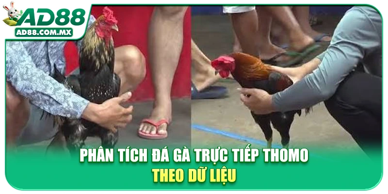 Phân tích đá gà trực tiếp thomo theo dữ liệu