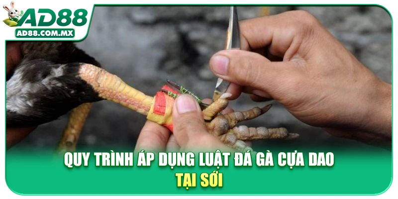Quy trình áp dụng luật đá gà cựa dao tại sới