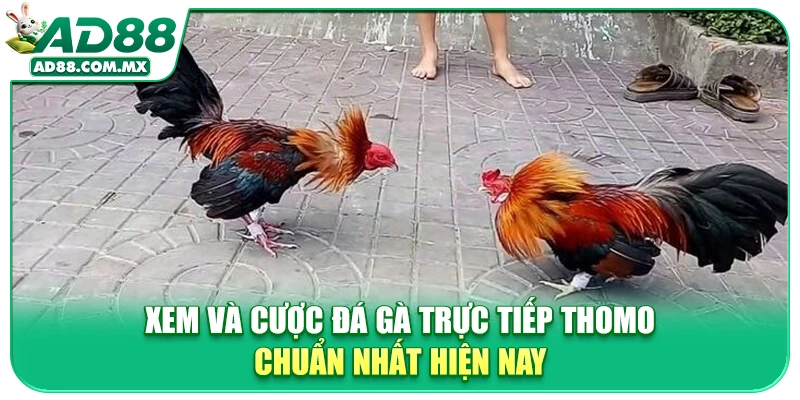Xem Và Cược Đá Gà Trực Tiếp Thomo Chuẩn Nhất Hiện Nay
